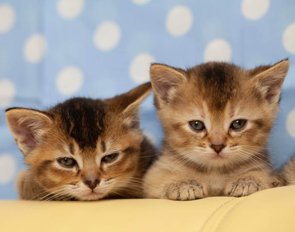 五十嵐健太のインスタグラム：「明日15日はソラマチ郵政博物館の猫写真展が最終日です よろしくお願いします #猫　#猫イベント」