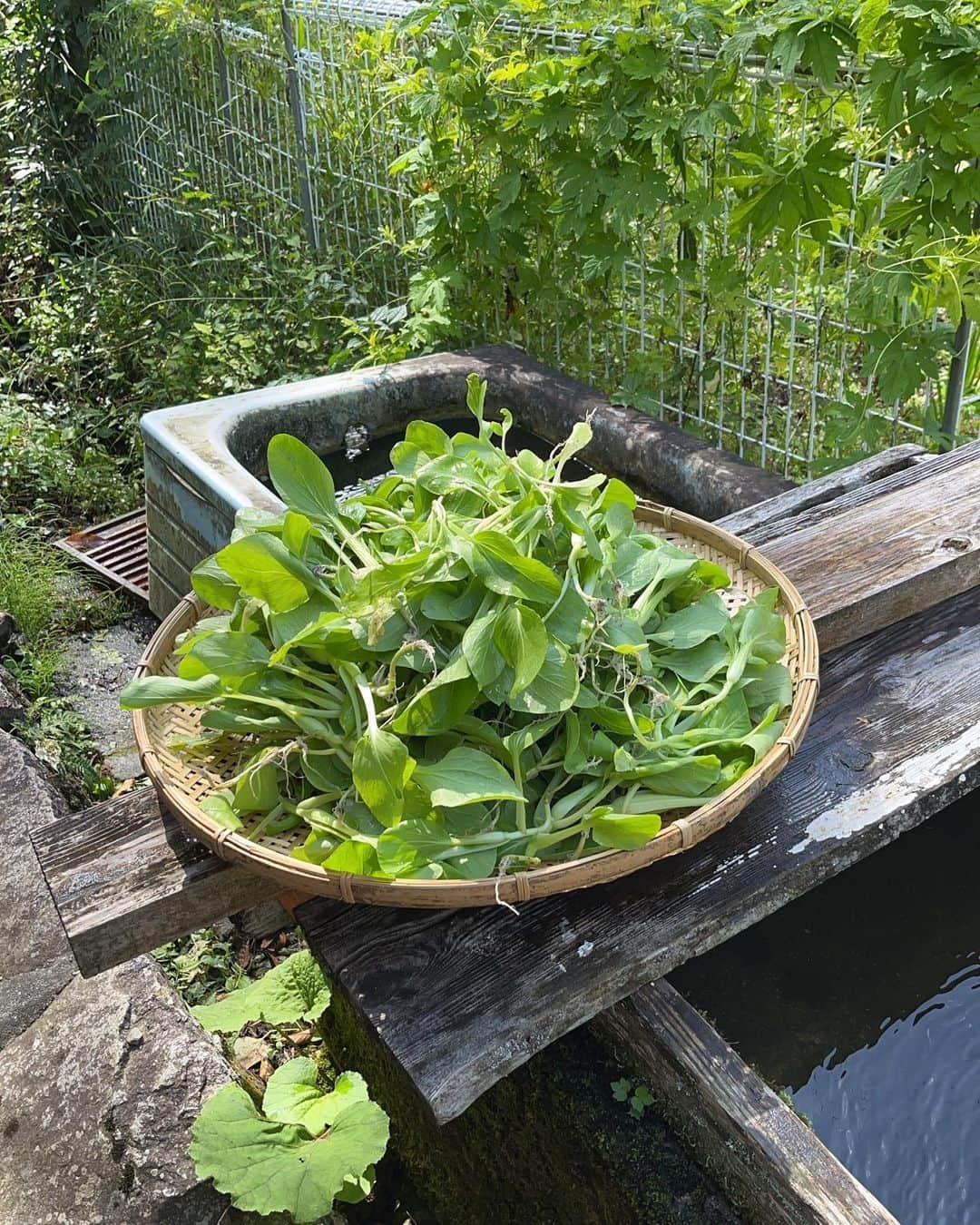 ほのら Kittyのインスタグラム：「チンゲンサイの間引き菜🌱  幸せってなんだろう。 大きい幸せはいらないからって言いながら、小さい幸せに気づけなくて。  苦しくて  自分の居場所はどこにあるのだろう。 贅沢なのかもしれないけど身体が思うように動かない  辛いなぁ  山奥暮らしそんなに甘くなかったの巻。」