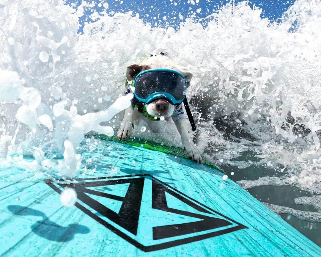 GoProさんのインスタグラム写真 - (GoProInstagram)「人間に負けてられない！🐶🏄‍♂️ 📷 @faithsurfs GoProアワード$500受賞。お気に入りの作品を応募しよう！ GoPro.com/Awards ・ ・ ・ #GoPro #GoProJP #GoProPets #GoProSurf #DogsOfInstagram #Pitbull #Surfing #Surf #SanDiego #サーフィン #犬 #サーフィン犬 #ピットブル」10月14日 17時17分 - goprojp