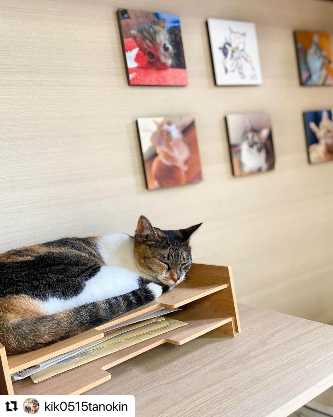 【公式】いぬのきもち・ねこのきもちのインスタグラム：「#Repost @kik0515tanokin さんの夏子さん。  雨音が子守唄🎵  雨の日は眠い日💤 だって。  こんにちは。いぬのきもちねこのきもち公式アカウント@inunekomeです。 以前、いぬのきもちねこのきもちWEBMAGAZINEで、投稿を紹介させていただきましたが、 今回は、公式インスタグラムで紹介させていただきました。よろしければ見にきてくださいね！ .  #ねこ #猫  #ねこすたぐらむ #ねこのきもち #ねこ好き #ねこと暮らす #ねこ好きさんと繋がりたい #猫好きな人と繋がりたい #猫がいる生活 #猫と暮らす#猫好き #cat #catstagram #catsofinstagram #cats_of_instagram」