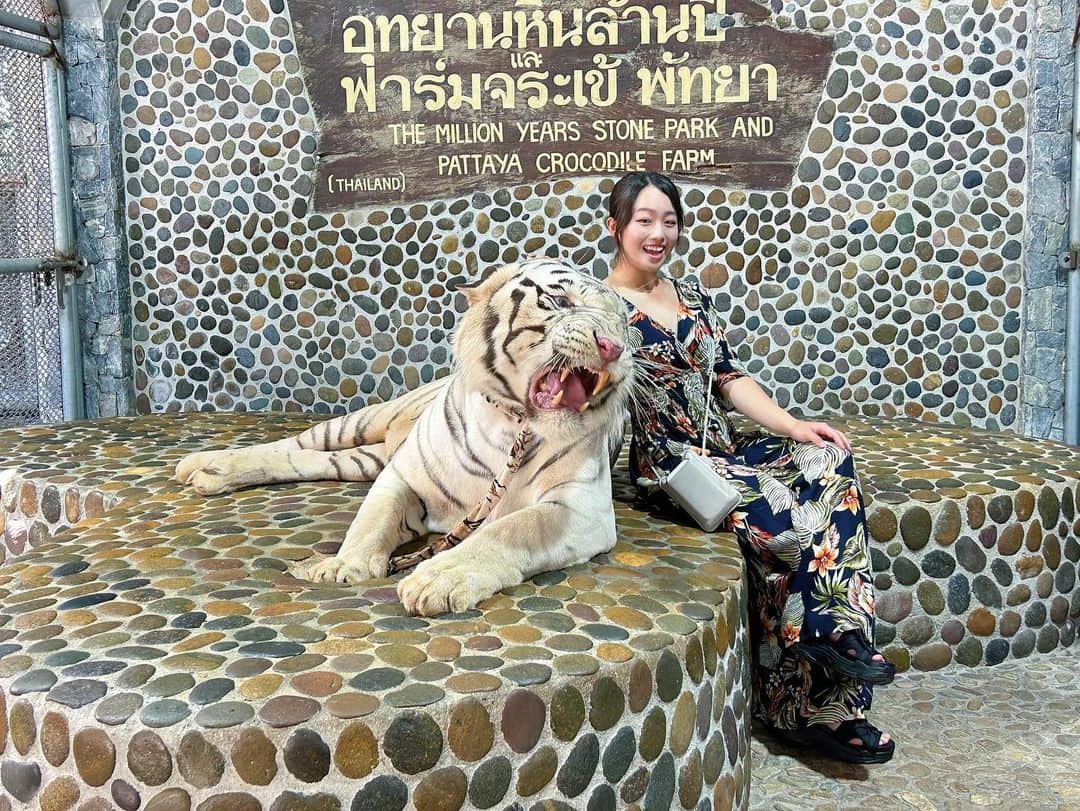 鬼塚貴理さんのインスタグラム写真 - (鬼塚貴理Instagram)「. タイの試合終わりに 有名な動物園に行ってきました🇹🇭 念願のWhite tigerと写真とれて、 おまけでクロコダイルとゾウとキリンにも、 おやつあげれました☺︎ トラと写真撮る時に唸っていたのが印象的で、 噛まれるんじゃないかなと思いながら撮られていたら、 やっぱり2枚目.3枚目のような顔をしていました♡☺︎  試合は思うような結果は出せなかったのですが、 4日間それぞれ課題を持って ラウンドすることができました☺︎ 反省するべき所がたくさんです(＞＜)  また帰って練習します☺︎」10月14日 17時32分 - kirionitsuka