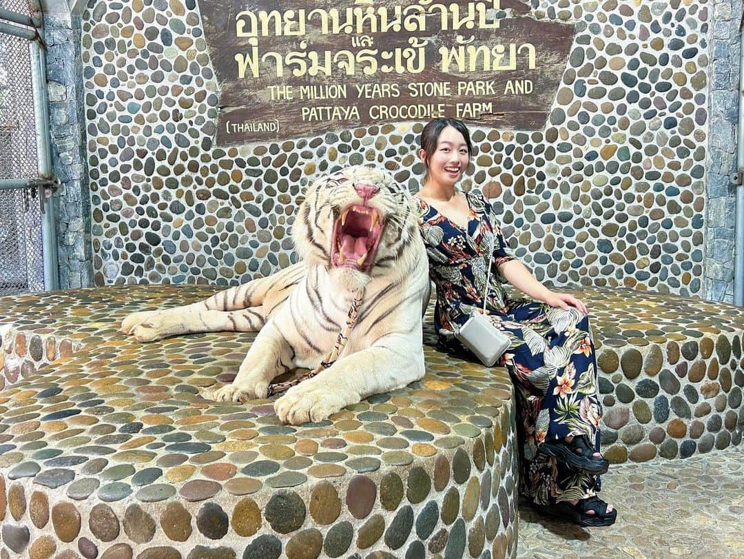 鬼塚貴理さんのインスタグラム写真 - (鬼塚貴理Instagram)「. タイの試合終わりに 有名な動物園に行ってきました🇹🇭 念願のWhite tigerと写真とれて、 おまけでクロコダイルとゾウとキリンにも、 おやつあげれました☺︎ トラと写真撮る時に唸っていたのが印象的で、 噛まれるんじゃないかなと思いながら撮られていたら、 やっぱり2枚目.3枚目のような顔をしていました♡☺︎  試合は思うような結果は出せなかったのですが、 4日間それぞれ課題を持って ラウンドすることができました☺︎ 反省するべき所がたくさんです(＞＜)  また帰って練習します☺︎」10月14日 17時32分 - kirionitsuka