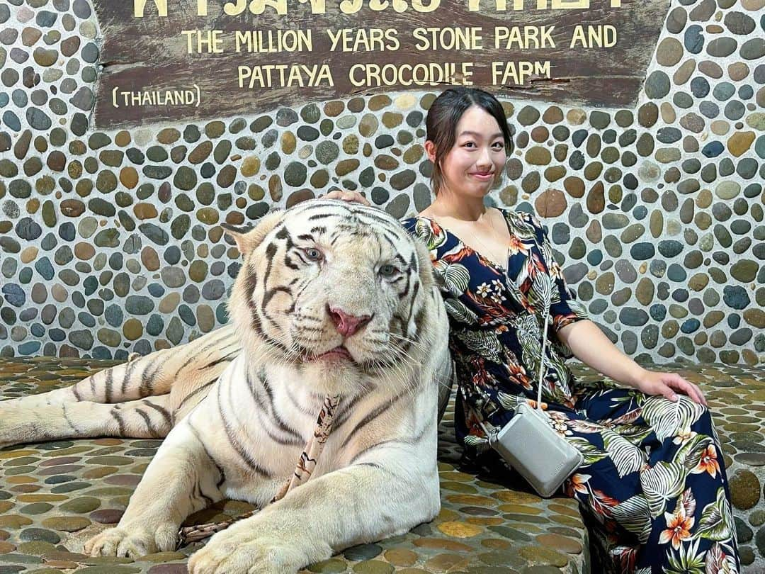 鬼塚貴理のインスタグラム：「. タイの試合終わりに 有名な動物園に行ってきました🇹🇭 念願のWhite tigerと写真とれて、 おまけでクロコダイルとゾウとキリンにも、 おやつあげれました☺︎ トラと写真撮る時に唸っていたのが印象的で、 噛まれるんじゃないかなと思いながら撮られていたら、 やっぱり2枚目.3枚目のような顔をしていました♡☺︎  試合は思うような結果は出せなかったのですが、 4日間それぞれ課題を持って ラウンドすることができました☺︎ 反省するべき所がたくさんです(＞＜)  また帰って練習します☺︎」