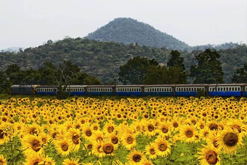 タイ国政府観光庁さんのインスタグラム写真 - (タイ国政府観光庁Instagram)「. ༉‧₊˚ 🇹🇭わざわざ行きタイ旅！ ⠀ ⋯⋯⋯⋯⋯⋯⋯⋯⋯⋯⋯⋯✈  毎週土曜日は、まだあまり知られていないタイの観光スポットをご紹介♪   今回はベストシーズンに花開く！ひまわり畑のひまわり列車へ✨  バンコクの北側150kmほどに位置するロッブリー県は、タイ最大のひまわりの生産地🌻 毎年11〜12月頃に満開の季節を迎えます😌  これにあわせ、11月中旬〜1月上旬に期間限定で運行するのが「ひまわり列車」🚃 今年の運行についてはまだ発表されていませんが、朝6:00にバンコク最古の旧ターミナル駅フアランポーン駅を出発し、10:30頃ロッブリー県とサラブリー県にまたがる巨大な「パーサック・チョンラシット・ダム」駅に到着💨　約5時間の自由行動ののち、有料の専用車両に乗り換えて、ひまわり畑へと移動するスケジュールです💁‍♀️  一面に咲き誇るひまわりの黄色と、乾期がもたらす爽やかな晴天の青のコントラストは壮観💛💙  なおひまわり畑周辺では、地元の特産物やひまわりの種を使ったお菓子も販売されています🛍  ベストシーズンにしか出会えない景色を見に、タイを訪れてみませんか？🥰  ☆「行ってみたい！」：いいね❤をタップ ★「参考になった！」：保存ボタン🔖をタップ  #タイ #ロッブリー #ひまわり畑 #ひまわり畑🌻 #ひまわり列車 #ひまわりが好き #お花畑 #花のある風景 #お花が好き #お花好きな人と繋がりたい #秘境 #今こそタイへ #こんなタイ知らなかった #もっと知りタイ #はじめてのタイ #タイ旅行 #ロッブリー旅行 #thailand #lopburi #lopburitrip #sunflowertrain #sunflowerfield #thailandhiddengems #hiddengems #amazingthailand #thailandtravel #thailandtrip #thaistagram #lovethailand #amazingnewchapters」10月14日 17時56分 - amazingthailandjp