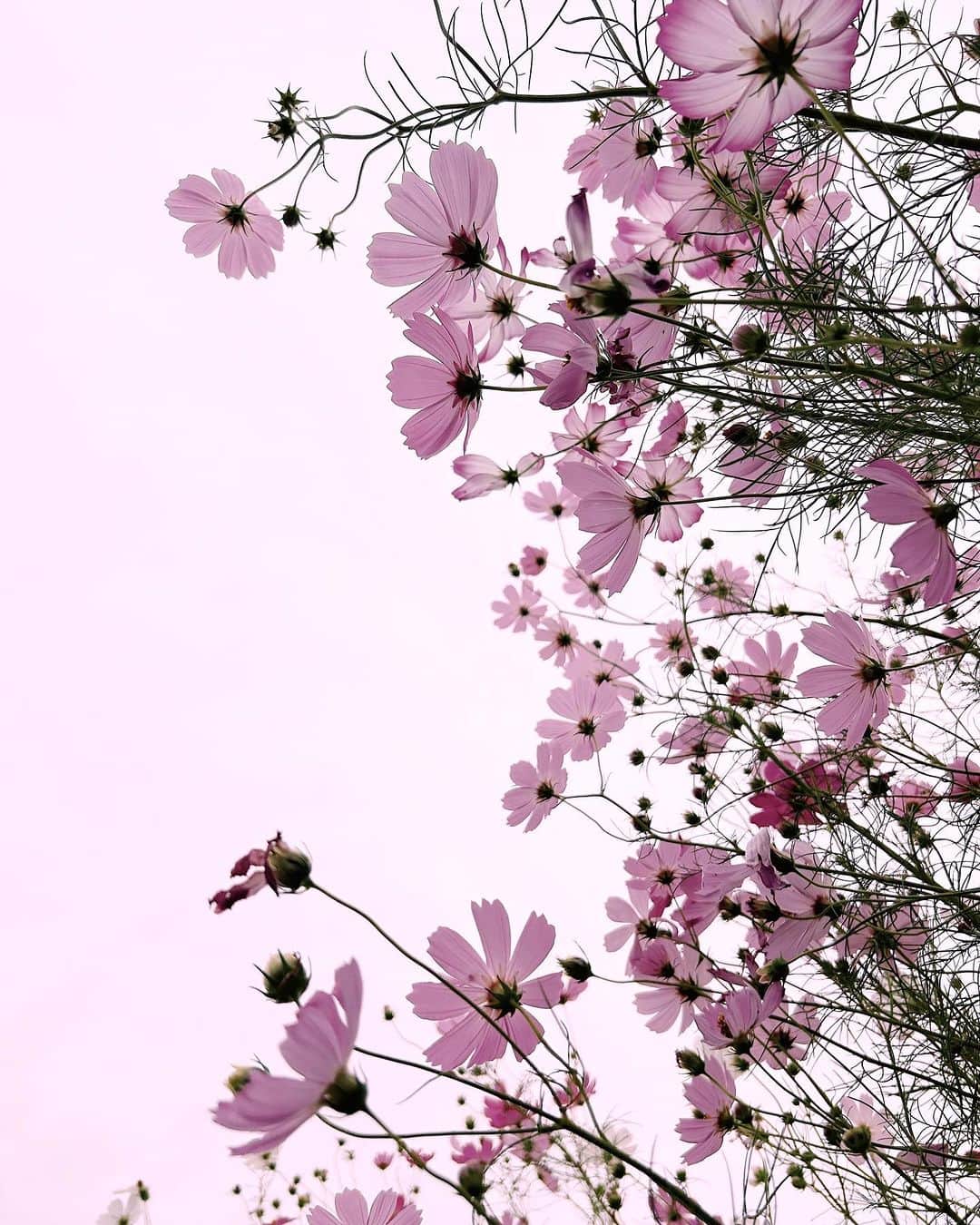 yukaのインスタグラム：「秋桜サイテタ。  #jp_mood #best_photogram #ShotOniphone #tv_flowers #私の花の写真 #tv_fadingbeauty #best_moment_flower #bus_flowers #花フレンド #flowerstagram #ig_flowers #flowerphotography #秋桜 #コスモス #cosmos #ザ花部」