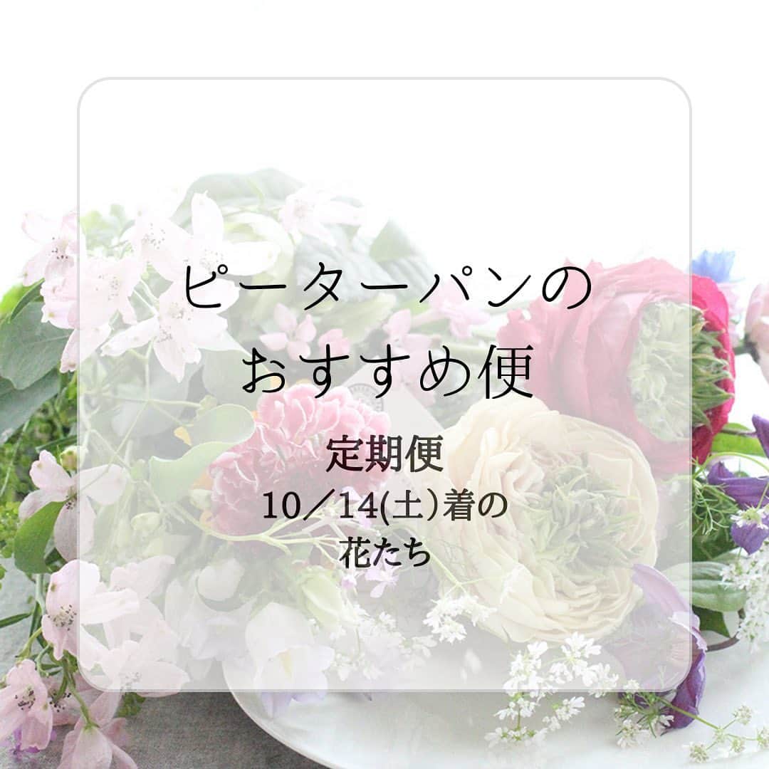 雑誌『花時間』のインスタグラム：「本日お届けの花時間の定期便は、秋晴れのさわやかさを思わせるラインナップでした。 花材名は、スクロールしてご確認ください。  花時間（＠hanajikan_magazine）です。  バラやラン、プロテアなどと華やか自慢の花々のなかに、秋の花やグリーンが入っています。  【プチ_S】 ユーカリ(グロブルス) イトスギ(ブルーアイス) スカビオサ リンドウ(ホワイトハイジ) ツキミソウの実 クルクマ(メーテンNo.1) アランダ(タミィ)   【スタンダード_M】 バラ(テナチュール) バラ(リテラチュール) ユーカリ(グロブルス) イトスギ(ブルーアイス) スカビオサ クルクマ(メーテンNo.1) アランダ(タミィ) ピンクッション(レッドタンゴ) スカビオサ リキュウソウ フロックス(グリーンレディ) カーネーション(アンティグア) リンドウ(ホワイトハイジ)  【リュクス_Ｌ】 バラ(テナチュール) バラ(リテラチュール) バラ(フェアリーキッスホワイト) キク(ネオ) カーネーション(キャラメル) トルコギキョウ(プリマイエロー) プロテア(シャロン) ユーカリ(グロブルス) イトスギ(ブルーアイス) スカビオサ スキミア アランダ(タミィ) ピンクッション(レッドタンゴ) スカビオサ リンドウ(ホワイトハイジ) リキュウソウ   【花時間ニュース】 💜『花時間マルシェ』発、花の定期便が大好評🥰　世界でここだけのバラと旬花が届く嬉しいサービスです💕  💜『花時間』の2024年カレンダー、大好評発売中！  💜『花時間2023秋』〈花屋さんへ行こう〉大好評発売中！  💜『花と短歌でめぐる 二十四節気 花のこよみ』大好評発売中  すべて @hanajikan_magazine のプロフィールのリンクから飛べます✈️  『花時間』本誌や書籍は全国の書店、ネット書店でも発売中✨  #花時間  #フラワーアレンジ #花のサブスク #花の定期便 #秋の花 #花のお取り寄せ #花材セット  #花が好き #花が好きな人と繋がりたい  #花を飾る  #花を飾る生活 #花屋さんへ行こう」