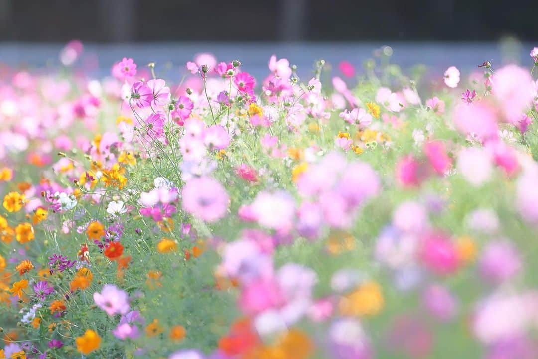 kiccyomuのインスタグラム：「☀️ 2023.10.14 Sat #あけぼの山農業公園  今年も ミックスの #コスモス 🌸が 満開見頃でした😀📸  夕方の時間に伺って 夕陽の光が多かったから、 今度は、明るい時間帯にまた行きたい🤗  location #千葉 ❣️ 📷撮影 2023年10月11日」