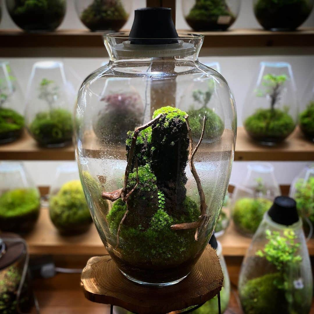 Mosslight-LEDさんのインスタグラム写真 - (Mosslight-LEDInstagram)「Mosslight  #mosslight #モスライト  #terrarim#テラリウム #moss#苔#コケ#paludariums #パルダリウム #terrariums#terariums #terariumdesign」10月14日 18時31分 - mosslight1955