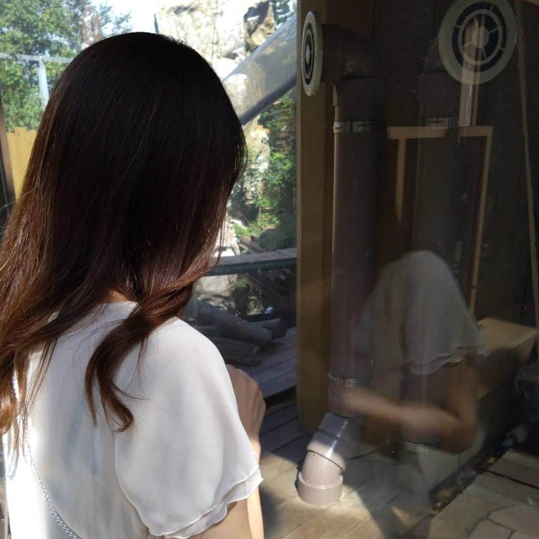 Hoshinokeiのインスタグラム：「レッサーパンダのお昼寝 ずーっと見てられる🥰 #レッサーパンダ#お昼寝 #動物園#デート #いいね#ありがとうございます💗」