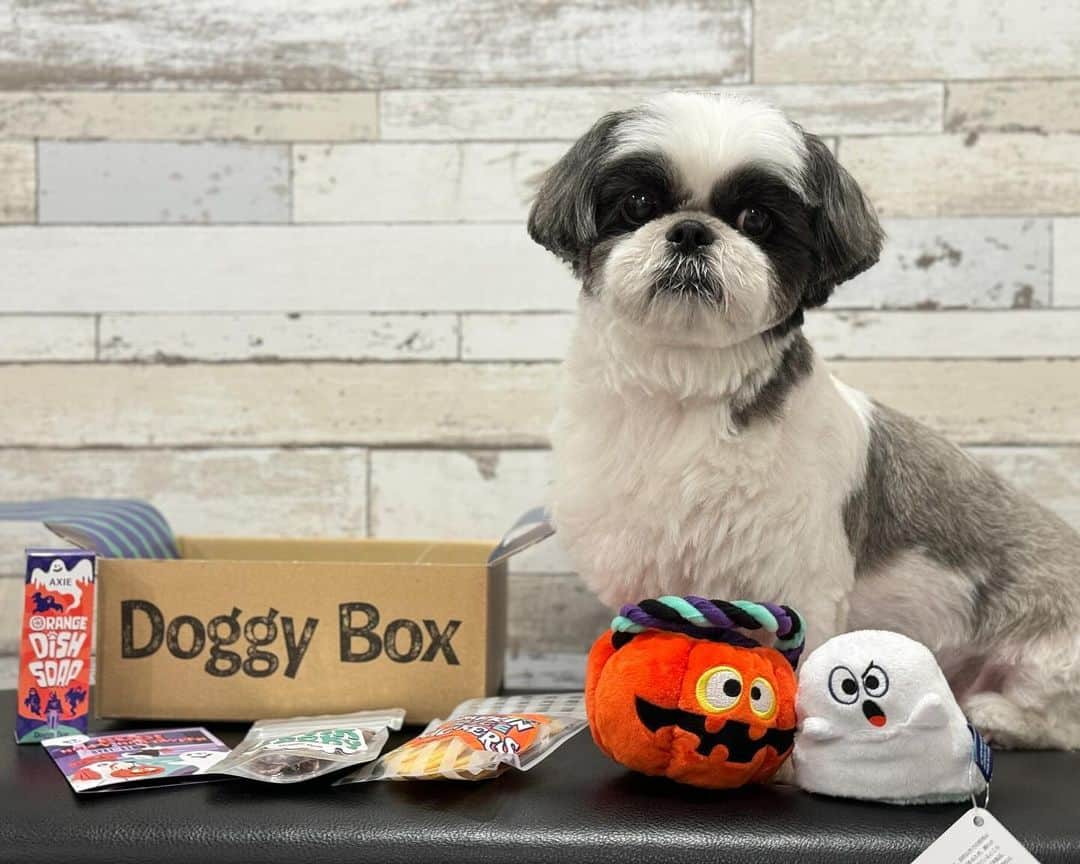 いくらさんのインスタグラム写真 - (いくらInstagram)「🎁 @doggybox_jp さんのDoggyBox10月号のご紹介🤩🙌 ・ 10月号のテーマは“Boo! Happy Halloween”🎃👍🍭 ・ 👻ゴーストとジャックオーランタンのおもちゃ 🫐ブルーベリーフレーク 🎃かぼちゃせんべい 🐷豚肉ジャーキー 🍊オレンジ食器洗剤 🕺変身かつら（箱に入っている紙の梱包材🤩） ・ いくらは👻のおもちゃが特にお気に入り😍💕 ・ ワンコの健康を考えたおやつにも大満足🤤🍴 ・ ドギボはいつも季節感のあるので届くのが楽しみだね❣️ ・ ・ #pr #doggybox #ドギボ #犬のおもちゃ #犬のおやつ #シーズー #シーズー好き #シーズー犬好き部 #シーズー大好き部 #シーズー #シーズー部 #ロングまつ毛ワンコの会 #いぬのきもち部 #いぬのきもち #鼻ぺちゃ犬 #短足犬 #いぬすたぐらむ🐶 #shitzu #shitzumania #shihtzuclub #shihtzuloves #shihtzulovers #shihtzugram」10月14日 18時32分 - i_am_ikura