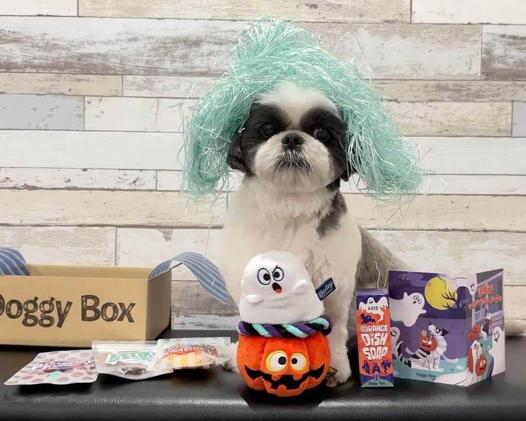 いくらのインスタグラム：「🎁 @doggybox_jp さんのDoggyBox10月号のご紹介🤩🙌 ・ 10月号のテーマは“Boo! Happy Halloween”🎃👍🍭 ・ 👻ゴーストとジャックオーランタンのおもちゃ 🫐ブルーベリーフレーク 🎃かぼちゃせんべい 🐷豚肉ジャーキー 🍊オレンジ食器洗剤 🕺変身かつら（箱に入っている紙の梱包材🤩） ・ いくらは👻のおもちゃが特にお気に入り😍💕 ・ ワンコの健康を考えたおやつにも大満足🤤🍴 ・ ドギボはいつも季節感のあるので届くのが楽しみだね❣️ ・ ・ #pr #doggybox #ドギボ #犬のおもちゃ #犬のおやつ #シーズー #シーズー好き #シーズー犬好き部 #シーズー大好き部 #シーズー #シーズー部 #ロングまつ毛ワンコの会 #いぬのきもち部 #いぬのきもち #鼻ぺちゃ犬 #短足犬 #いぬすたぐらむ🐶 #shitzu #shitzumania #shihtzuclub #shihtzuloves #shihtzulovers #shihtzugram」