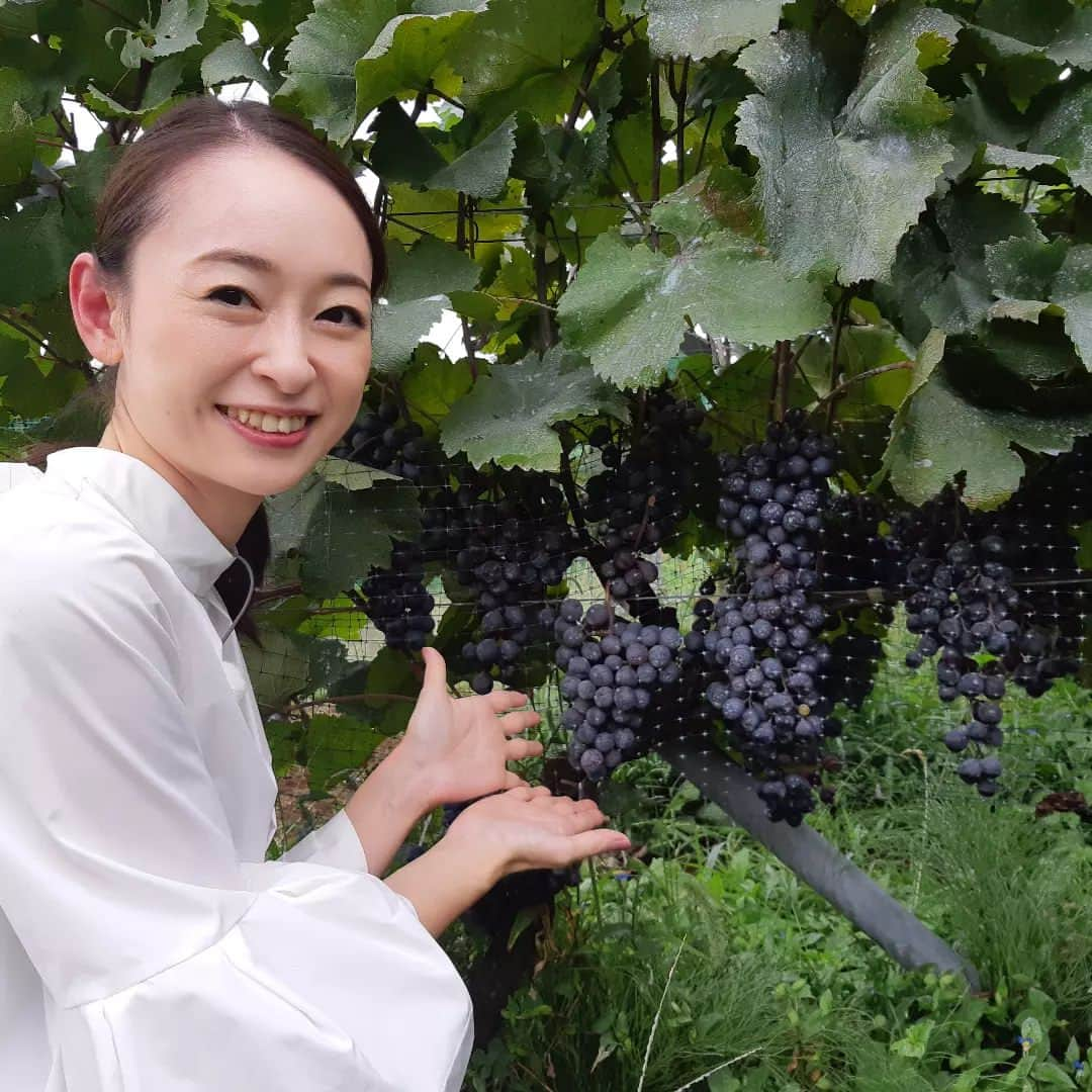 瞳ゆゆさんのインスタグラム写真 - (瞳ゆゆInstagram)「明日のカナフルTVは！  神奈川のワイン特集🍷 ワインの出荷量が日本一である神奈川県に、新たな制度を使って誕生した相模原のワイナリーをご紹介します！  日本酒、ビールときて、大好きなワインのロケにたどりつきました。ありがとうございます😆  今回、私はロケのみで、スタジオはウッズさんが担当してくれています！  お楽しみに～🥂  カナフルTV テレビ神奈川(TVK) 毎週日曜日 18:00-18:30  #テレビ神奈川 #tvk #カナフルtv #リポーター #宝塚og #アナウンサー」10月14日 9時45分 - yuyu_hitomi