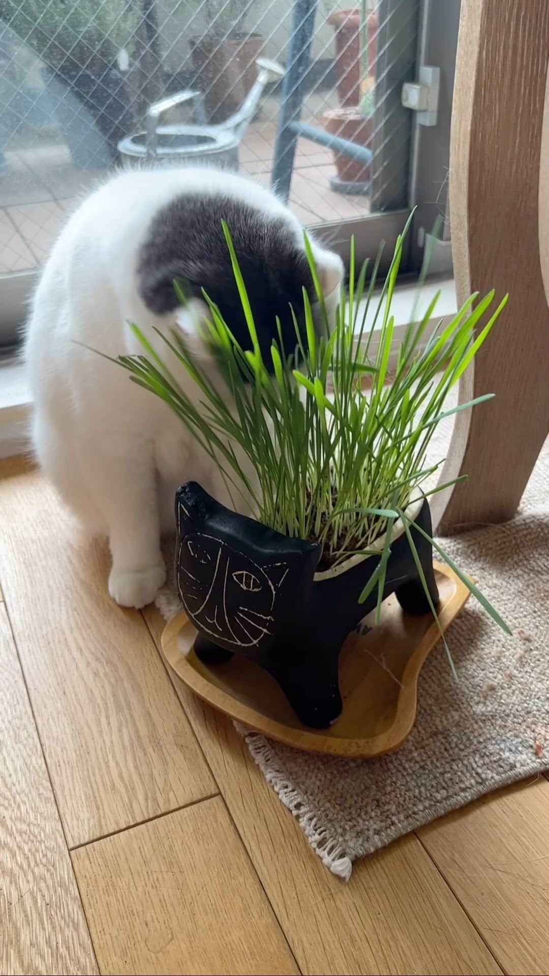 tomokoのインスタグラム：「猫草好き❤︎  懲りずに猫草を栽培して与えている。 彼の真の目的は猫草を食べたその先にあるのかもしれないのに。 ＊いくつか前に投稿した動画参照  #植物学者 #土が好き❤︎  #ドラねねカツヲ #ブリティッシュショートヘア #britishshorthair #スコティッシュフォールド #scottishfold #猫 #ネコ #ペコねこ部 #ブリ商会 #猫山商事 #ねこのきもち #instacat #catstagram #instagramcats #catsofinstagram #ilovecats #catlover #catoftheday #cat #ヅラ猫部#猫とインテリア #ねこ #猫のいる生活 #catstagram_japan」
