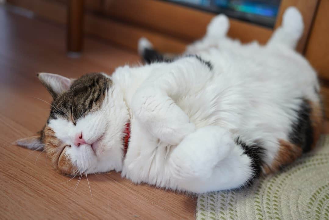 みかんのインスタグラム：「.  スヤスヤ😴  #みかん #cat #catstagram」
