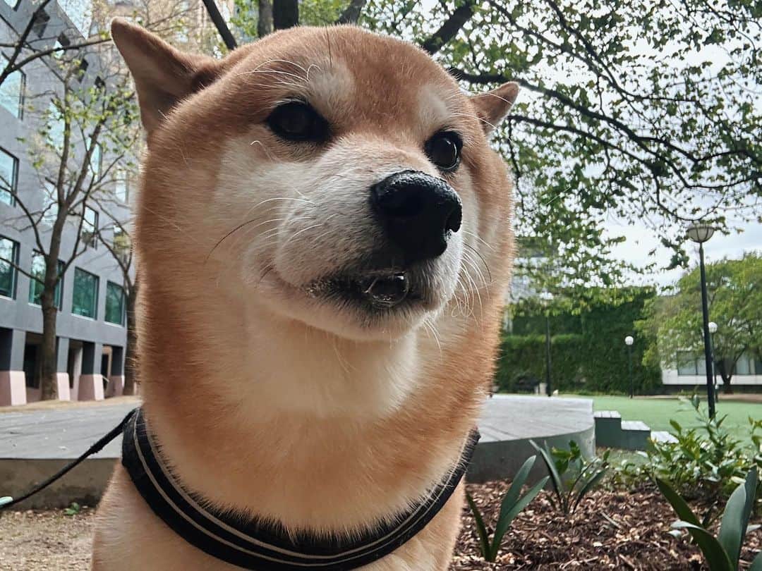 Shibainu Pontaのインスタグラム：「よだれ垂らすイケメン  #メルボルン #柴犬のいる暮らし」