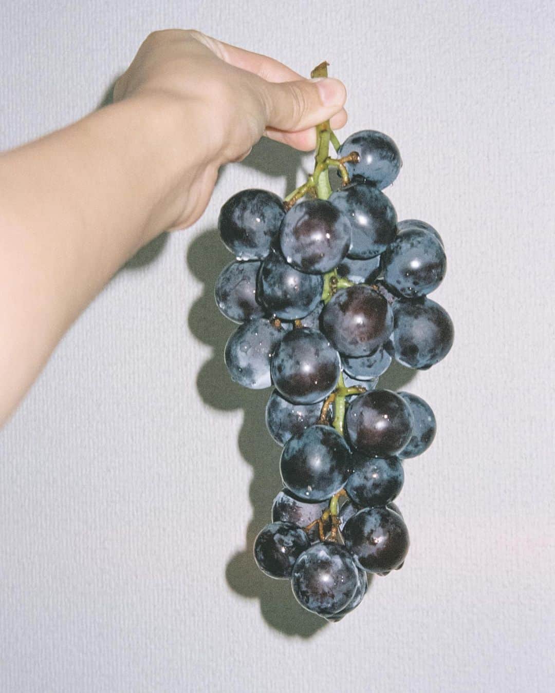 小川紗良さんのインスタグラム写真 - (小川紗良Instagram)「🍇 種のある 葡萄の甘さを 忘れない もうスーパーでは 見かけないけど  この夏いただいた、落合ぶどう園の無農薬ぶどう。我慢できずにひと粒食べちゃったのは見逃して。  #film #filmphotography #grapes #organic #オーガニック #無農薬 #無化学肥料 #ぶどう」10月14日 10時24分 - iam_ogawasara