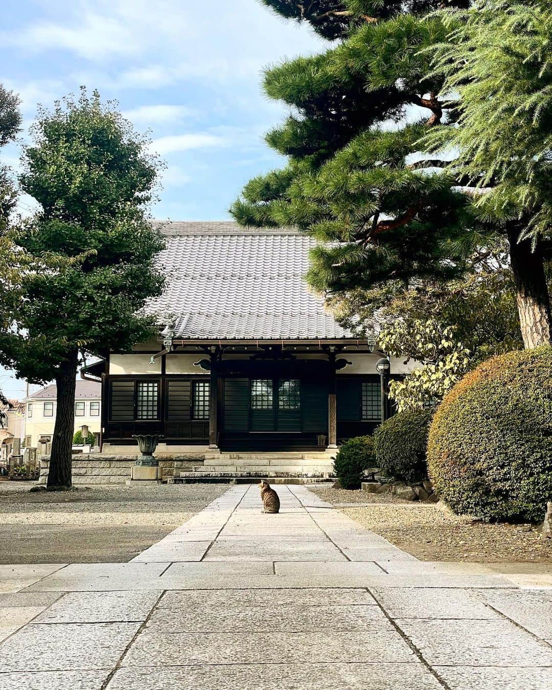 青山草太のインスタグラム：「あさんぽの1枚。 いい事が起こりそうな予感。  #青山草太 #sotaaoyama #寺 #temple #猫 #cat」