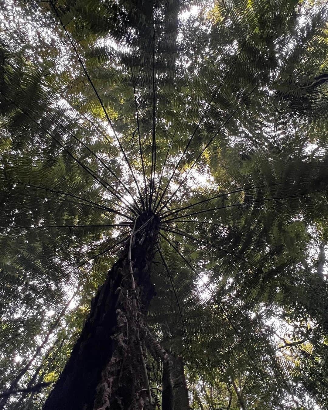 バレリー・アダムスさんのインスタグラム写真 - (バレリー・アダムスInstagram)「Nature is the purest portal to inner-peace. 🌿  Angie Welland Crosby   #hike #peace #nature #selflove #selfcare #timeout #fillmycup #love #nz #waikato」10月14日 11時03分 - valerieadams84