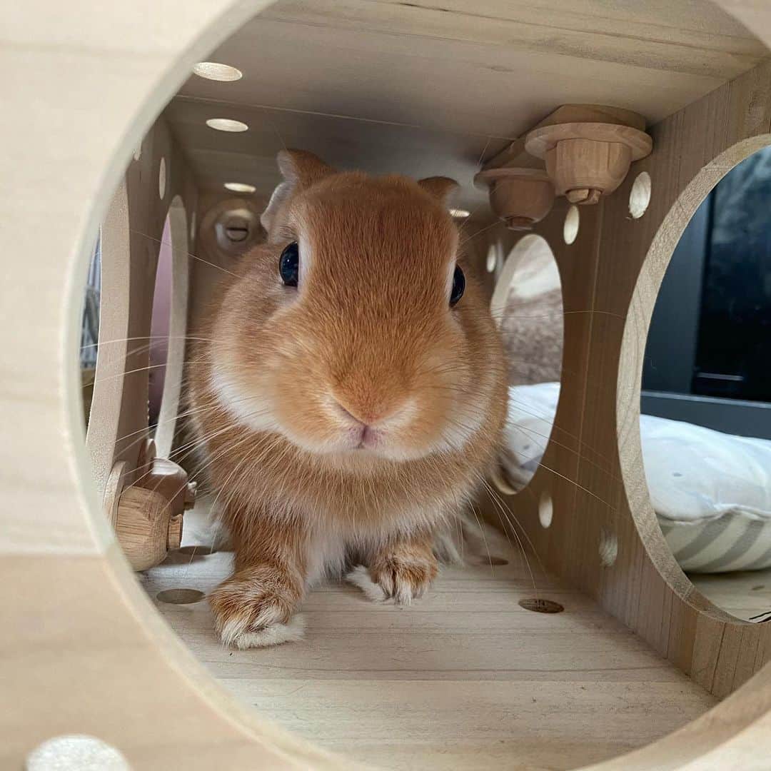 ラン?のインスタグラム：「キューブハウスで遊んでるシェリたん😊🎵 狭いとこ好きだよね〜🤭︎💕︎ ☆  #うさぎのシェリー  #うさぎ  #うさぎのいる暮らし  #rabbit  #ネザーランドドワーフ  #ふわもこ部  #もふもふ部  #netherlanddwarf  #kawaii  #かわいい  2023.10.14」