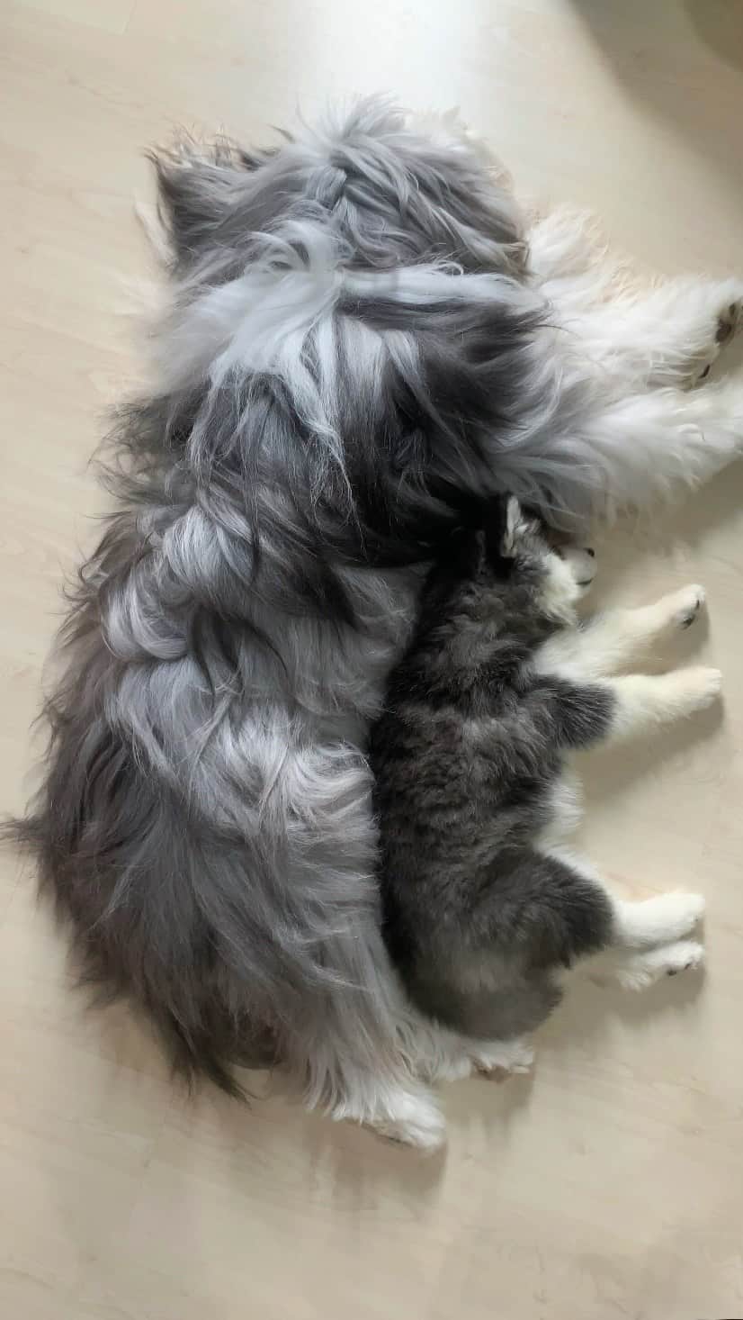 のインスタグラム：「We are not just bringing home a new puppy, we are bringing home a bundle of happiness 🐾❤️ Hi furiends, I’m Freya ❤️ • • • #newpuppy #siberianhusky #huskypuppy #gotchaday #cutepuppy #littlepuppy #siberianhuskypuppy #fluffypuppy #anakanjing #weeklyfluff #puppyreels #puppyvideo」
