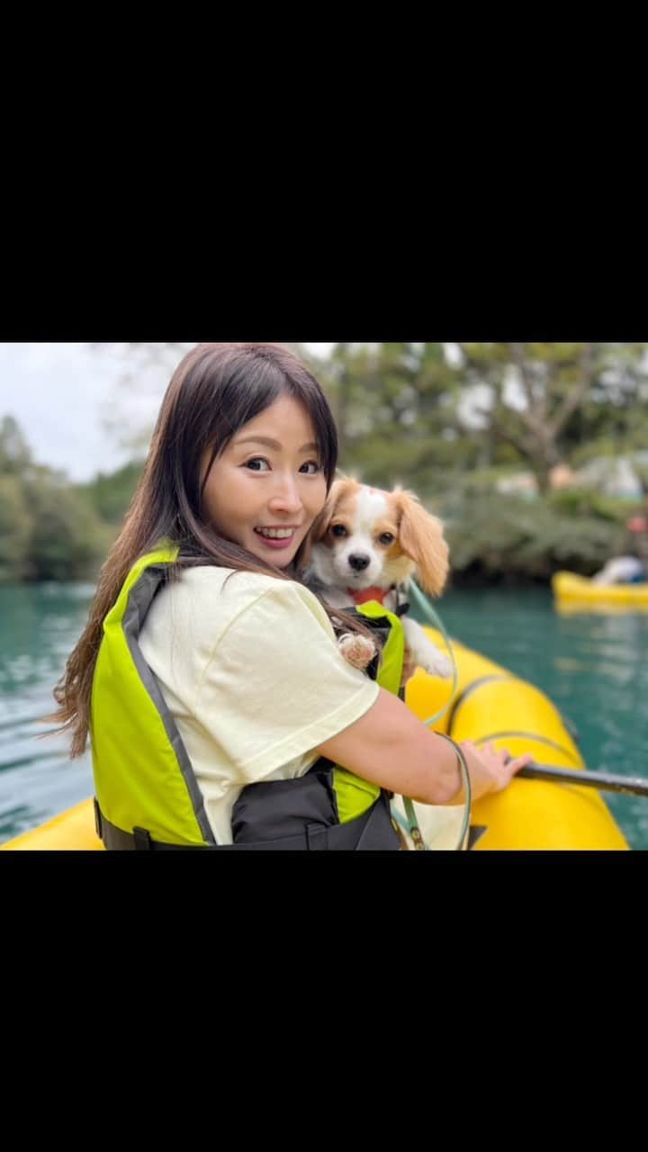 楪望のインスタグラム：「* ギフト氏とカヌー旅🐶🛶 群馬県にある四万湖（しまこ）に行ってきまして🚗💨  自然が作り出したカラーパレットが美しすぎて🎨✨ 身も心も癒されたひと時でした🥹  …と締め括りたいとこだけど。笑 わんこと一緒だったので、忙しなかったです🤣 あー楽しかった！🩵 #群馬 #四万湖 #四万ブルー #コバルトブルー #湖 #lake #japan #カヌー #わんこ #わんこ旅 #秋 #autumn #dogsofinstagram #dogs #犬 #キャバリア #チワワ #いぬすたぐらむ #cavalierkingcharlesspaniel #trip #リール動画 #編集難しい #🐶 #🐕 #🛶」