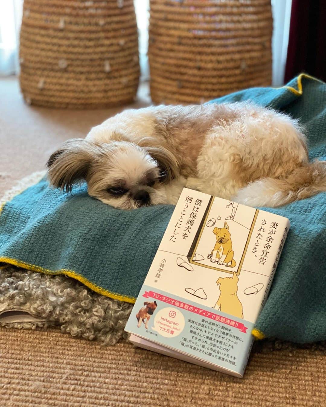 浜島直子さんのインスタグラム写真 - (浜島直子Instagram)「みなさんこんにちは🐶  かーちゃんが「ちょっとコバヘンの本と一緒に写真撮らせてね」というので  とらせてあげてるところです🐶  ねむいのをがまんしてるわけではありません🐶  みなさんもがんばってください🐶✨ ・ ・ 我が家のピピちゃんは、私と一緒に撮影してもらう機会がありよく現場に連れて行ったのですが(最近はおじいちゃんになってきたのでもうほとんど現場には連れて行ってません)、 それはもう、そこにいるスタッフさんたちが目を丸くするほど、撮影されるのがじょうず！  「立ち位置はここだよ」「伏せできる？」「よしオッケー！もうこっちきていいよ」  まるで人間の言葉がわかっているかのように、私の指示をじっと聞いてその通りに動くのです。  おとなしくて、猫のようにマイペースで、クタッとして柔らかくてあたたかい。 本当は犬が苦手な旦那も、ピピちゃんだけは「特別」だと目を細めます。  それが我が家の、ピピちゃん。 きっと我が家には、ピピちゃんじゃなければダメだったんだね。  そんなことをしみじみと、この本を読んで感じました。  家族それぞれが感じている葛藤、後悔、希望。 それをコバヘンの、正直で人間臭い言葉に紡がれて進んでいく文章は、どの場面もあたたかくて、優しくて、涙が出ます。  私は福ちゃんが初めて小林家にやってきた時の、奥様・薫さんのリアクションのところを読んで、涙腺が崩壊しました。  なんて人なんだろう。 あの時もし薫さんが笑わなかったら、子供達の反応はどうだったんだろう。。。  未来の不安を、一瞬にして「今を生きる」という喜びに変えてしまった福ちゃん。  きっとすべて、このタイミングだったんだね。 そして小林家には、福ちゃんじゃなければダメだったんだね✨  コバヘンのさすがの文章にグイグイと引き込まれて(プロだから当たり前なのかもしれないけど、ほんまにさすがやー😭✨浜ノーベル文学賞や！)、 夜中に何度も鼻水と涙をティッシュで拭きながら読みました。  私が言うことじゃないかもしれないけど、、、  福ちゃん、コバヘンの家に来てくれて、本当にありがとう。 産まれてくれてありがとう。えらいねぇ。 それだけでもう100点満点だね✨  そしてコバヘン、素晴らしい本を書いてくれてありがとう✨✨✨ ・ #小林孝延 #妻が余命宣告されたとき僕は保護犬を飼うことにした  #風鳴舎  #つまぼく  #ぼくほご  #こばへん #コバヘン #どっちやねん🤣 #ピピちゃん #シーズー #元保護犬」10月14日 11時31分 - hamaji_0912