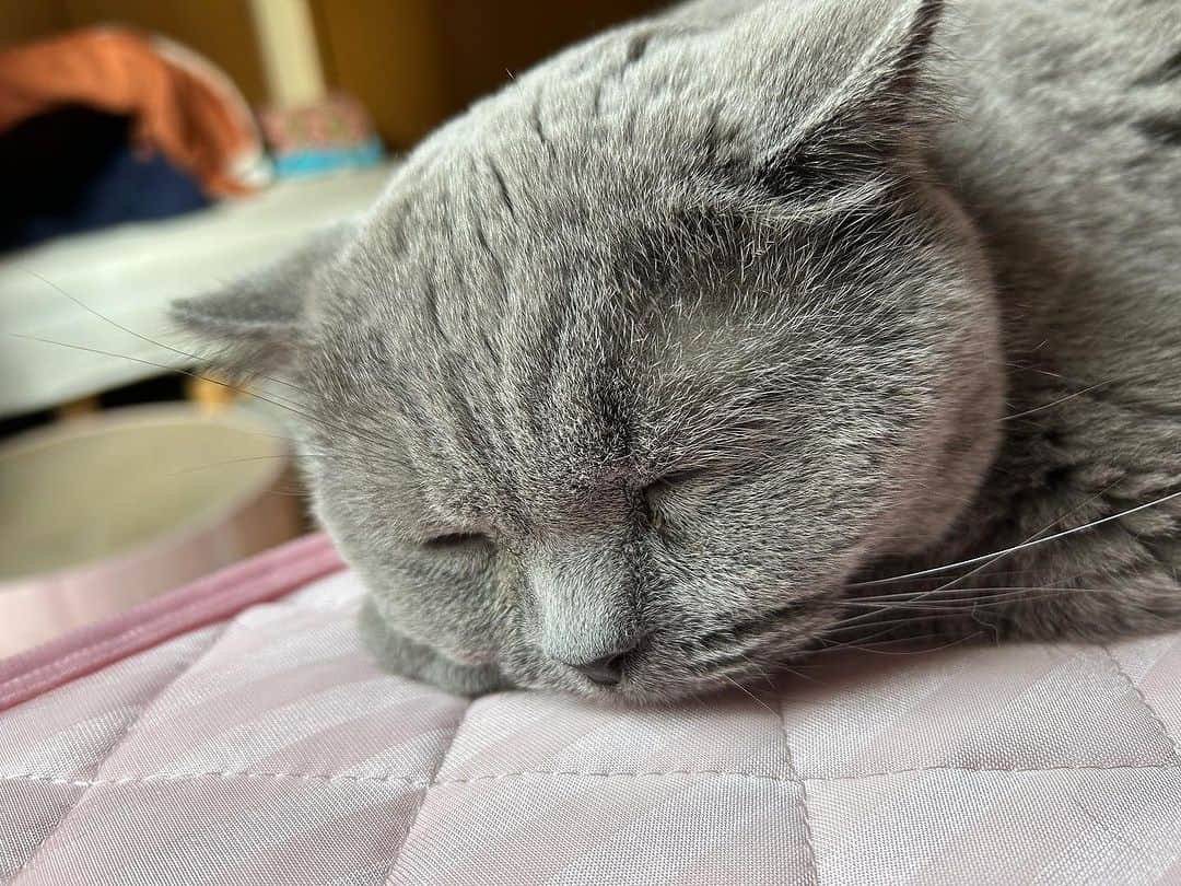 KAORUさんのインスタグラム写真 - (KAORUInstagram)「こんにちにゃん😊 相変わらず端を攻める #諭吉 😚 ごめん寝的な #幸来 ちゃん☺️  #諭吉と幸来 #ゆきさく #猫のいる暮らし」10月14日 11時33分 - yukisaku_88