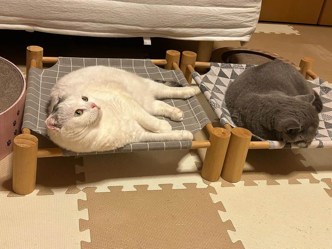 KAORUさんのインスタグラム写真 - (KAORUInstagram)「こんにちにゃん😊 相変わらず端を攻める #諭吉 😚 ごめん寝的な #幸来 ちゃん☺️  #諭吉と幸来 #ゆきさく #猫のいる暮らし」10月14日 11時33分 - yukisaku_88