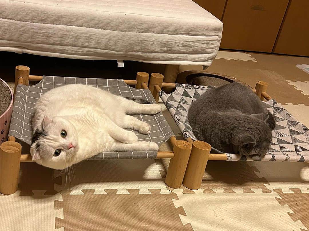 KAORUさんのインスタグラム写真 - (KAORUInstagram)「こんにちにゃん😊 相変わらず端を攻める #諭吉 😚 ごめん寝的な #幸来 ちゃん☺️  #諭吉と幸来 #ゆきさく #猫のいる暮らし」10月14日 11時33分 - yukisaku_88