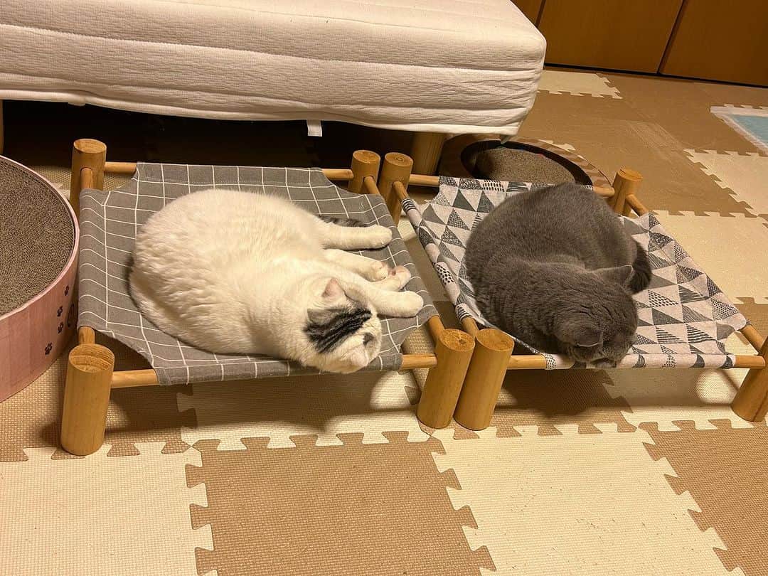 KAORUさんのインスタグラム写真 - (KAORUInstagram)「こんにちにゃん😊 相変わらず端を攻める #諭吉 😚 ごめん寝的な #幸来 ちゃん☺️  #諭吉と幸来 #ゆきさく #猫のいる暮らし」10月14日 11時33分 - yukisaku_88