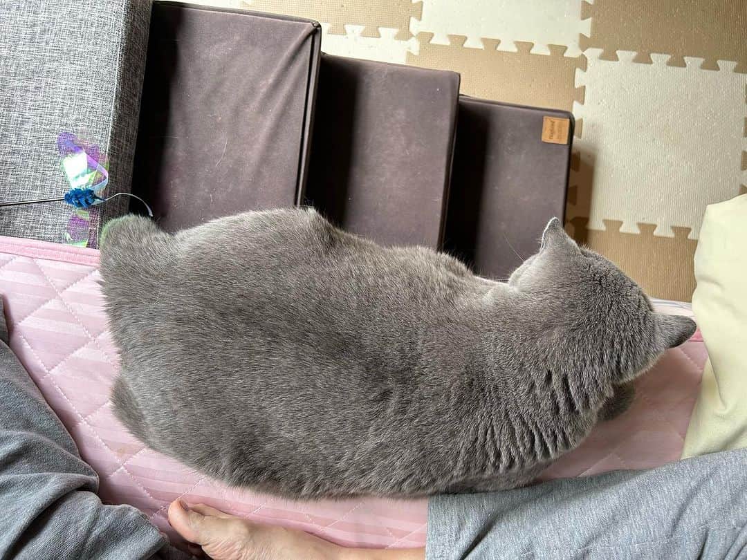 のインスタグラム：「こんにちにゃん😊 相変わらず端を攻める #諭吉 😚 ごめん寝的な #幸来 ちゃん☺️  #諭吉と幸来 #ゆきさく #猫のいる暮らし」