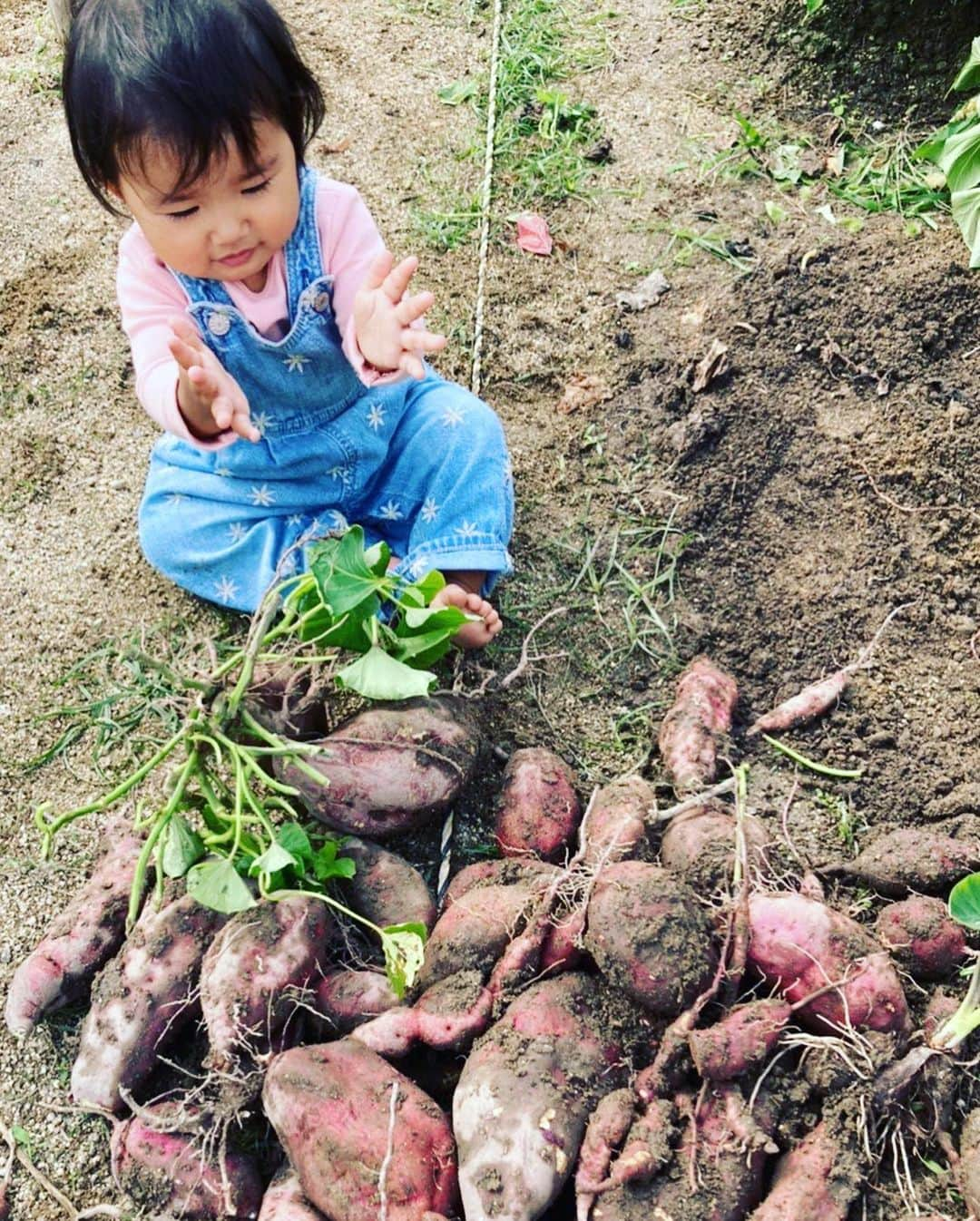 グッピーこずえのインスタグラム：「今からお芋掘りに行く〜🍠 この写真は赤ちゃんの時初めての芋掘り👶ばぁばが貸し農園で作ったお芋🍠が豊作やった時😁確かバァバ初めてのお芋挑戦した時やからめっちゃすごいってなった😆 写真2枚目は天津木村さんと行った姫路のキャンプ場で焚き火で焼いたお芋🏕 めっちゃめっちゃ上手く焼けた😘 そして今振り返って漫画かっ！ってゆうくらいお腹なった🍠 今年もたくさんお芋取れますように😊 #芋掘り　#子連れキャンプ　#ファミキャン　#ママキャンパー #ベビキャン　#ママキャンパー芸人　#ファミキャン芸人　#こずちゃんネル」