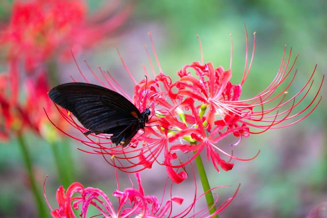 豊大槻さんのインスタグラム写真 - (豊大槻Instagram)「Camera: FUJIFILM X-H2 450mm f6.3 SS1/800  ISO2000 ・ ・ 蝶々を見るのも 今年最後かな？ ・ ・ ・ ・ ・ #彼岸花  #リコリス  #花  #蝶々  #アゲハ  #黒アゲハ  #秋の風景  #風景  #自然  #写真  #写真好きな人と繋がりたい  #カメラマン  #映像クリエイター  #花が好き  #自然が好き  #海が好き  #癒し  #flower  #clusteramaryllis  #lyciliss  #batterfly  #view  #country  #healing  #photo  #photography  #nature」10月14日 12時08分 - yutakachi