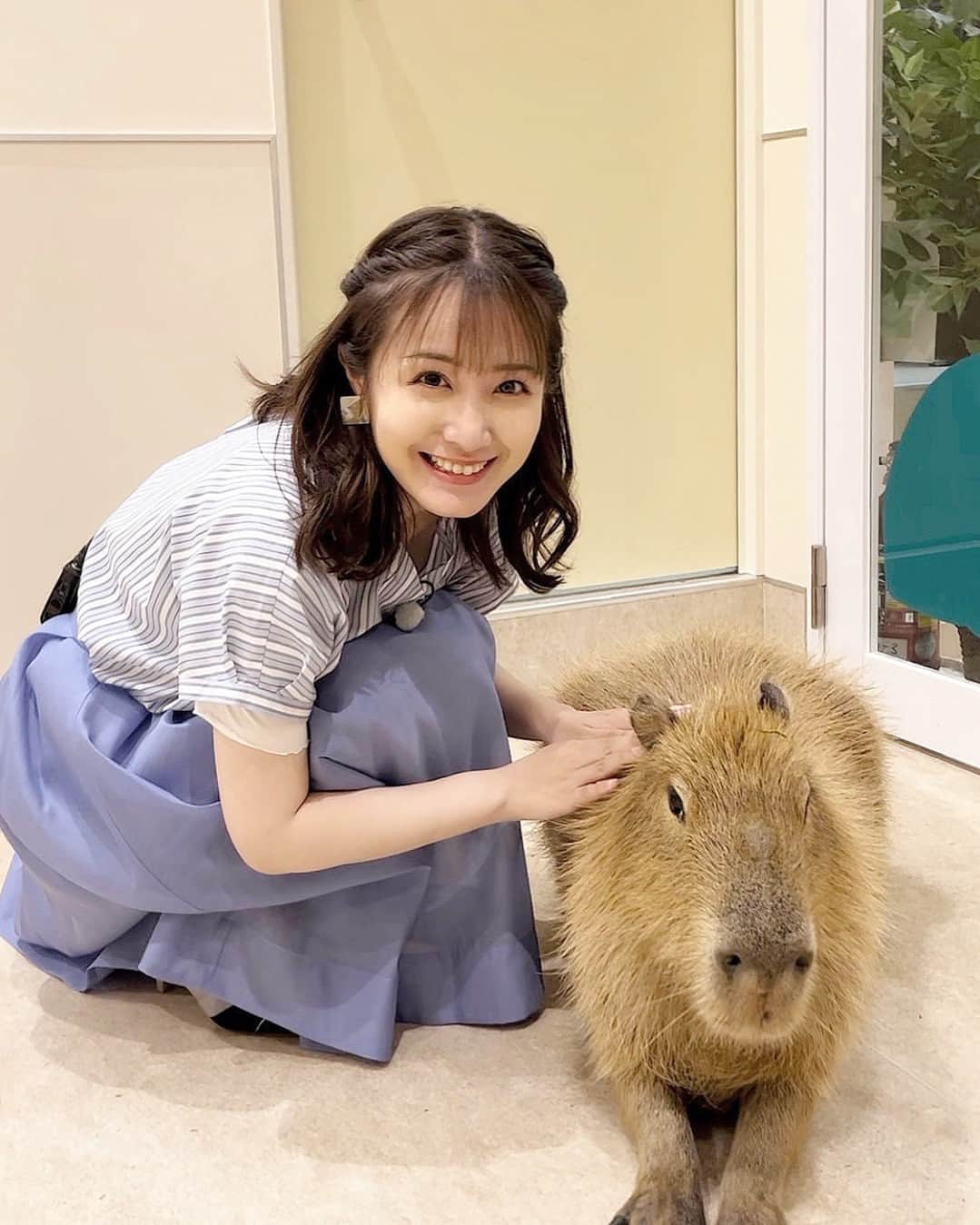 CBCテレビ アナウンス部さんのインスタグラム写真 - (CBCテレビ アナウンス部Instagram)「斉藤初音です。 先日の花咲かタイムズでは、中継で 動物と触れあえる施設「アニタッチ」をご紹介🐰 大人気のカピバラと写真を撮ってもらいました〜！ 背中を撫でると、意外と毛が硬くごわごわ！ ワオキツネザルは近づくとすぐ肩に飛び乗ってくれて 人懐っこく可愛かったなぁ…メロメロになりました。 自由に動き回る動物たちは可愛らしく 愛おしく、自然と頬が緩みますね☺︎ #アニタッチ」10月14日 12時25分 - cbc.announcer