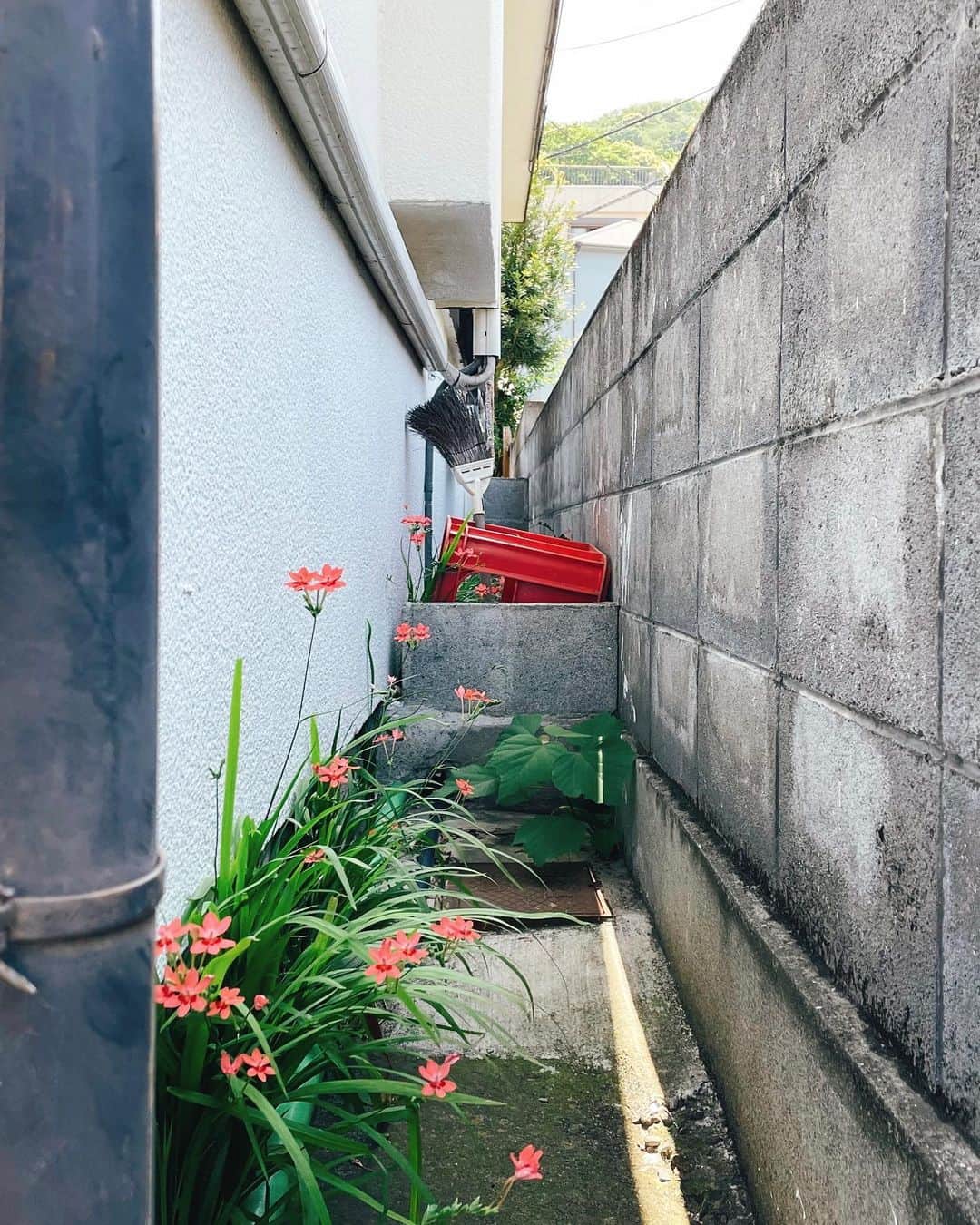 さんのインスタグラム写真 - (Instagram)「隙間の世界から。  #伊東市 #伊東の暮らし #伊東のいいとこ #わたしといとうと  #ito #izu #sea #sealife #japanview」10月14日 12時51分 - fujimoriai