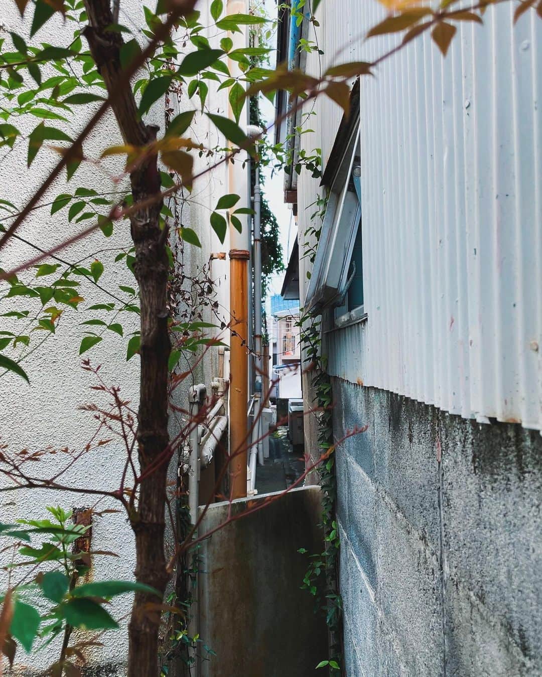 さんのインスタグラム写真 - (Instagram)「隙間の世界から。  #伊東市 #伊東の暮らし #伊東のいいとこ #わたしといとうと  #ito #izu #sea #sealife #japanview」10月14日 12時51分 - fujimoriai