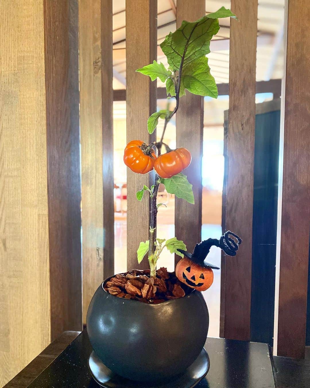 祥吉のインスタグラム：「ソラナムパンプキン 秋らしい鉢植えをハロウィン仕様にしました🎃 かぼちゃに見えますが花ナスの一種だそうです  #ソラナム  #ソラナムパンプキン  #花ナス #ハロウィン #ハロウィン仕様」