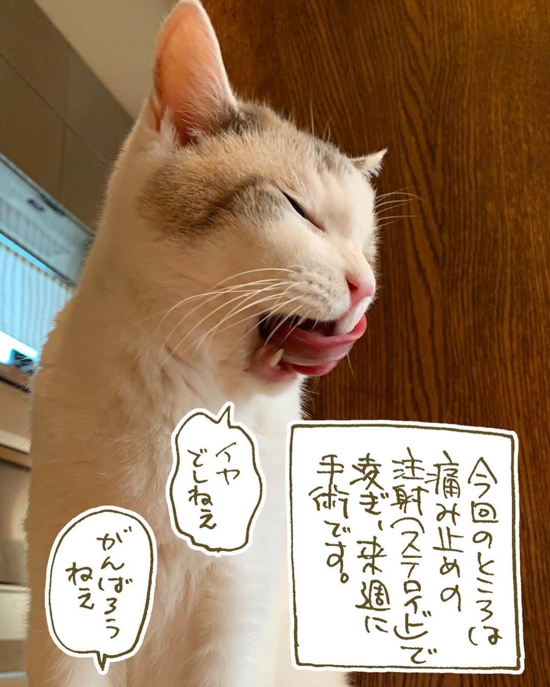くるねこ大和さんのインスタグラム写真 - (くるねこ大和Instagram)「歯が痛い胡ぼ爺  #胡ぼん #シニア猫16歳」10月14日 13時55分 - kuru0214neko