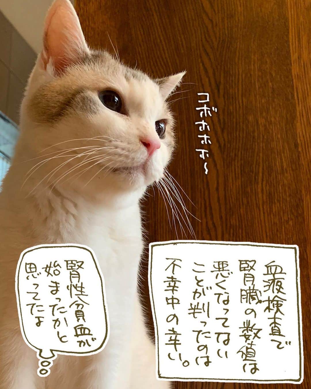 くるねこ大和さんのインスタグラム写真 - (くるねこ大和Instagram)「歯が痛い胡ぼ爺  #胡ぼん #シニア猫16歳」10月14日 13時55分 - kuru0214neko