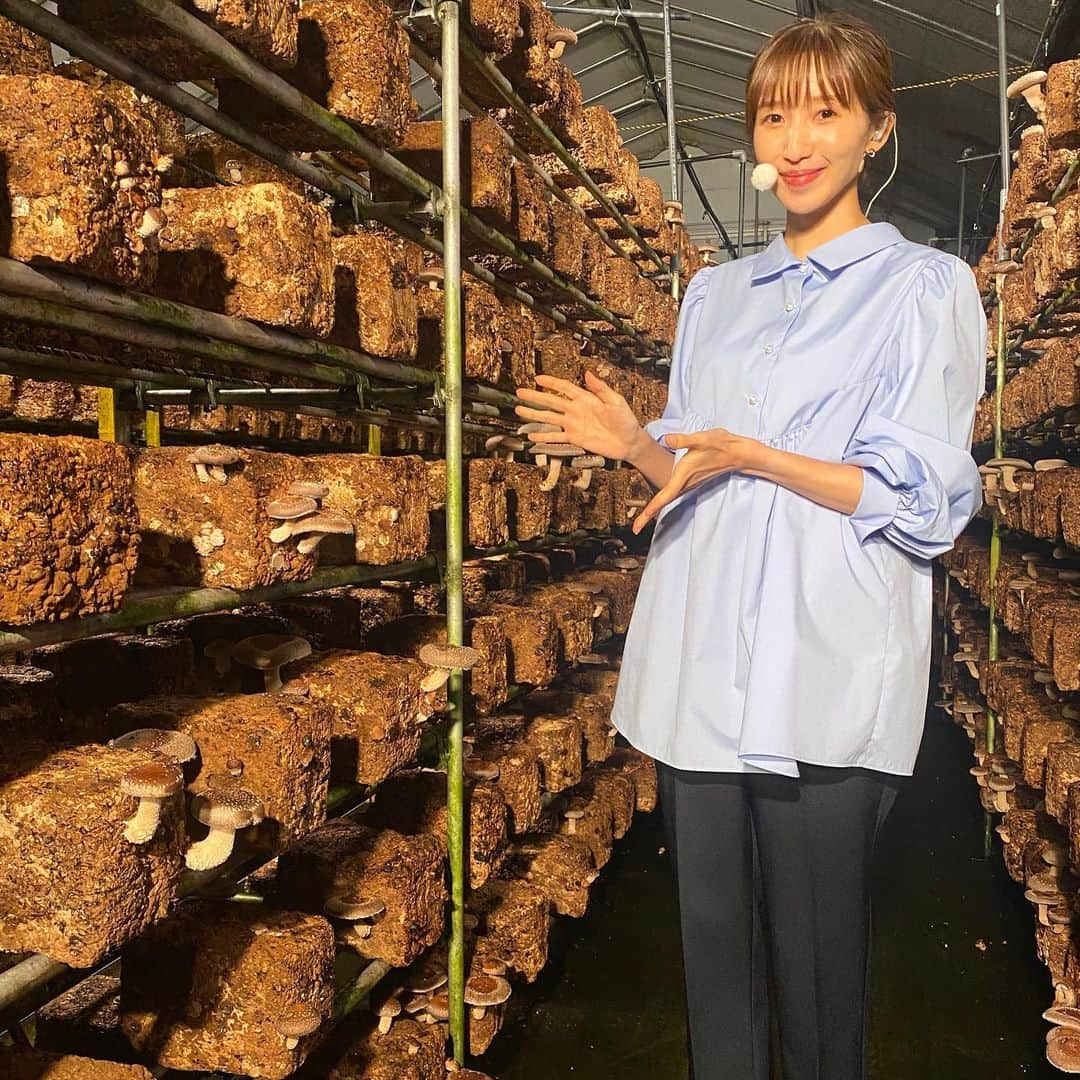 眞家泉さんのインスタグラム写真 - (眞家泉Instagram)「. 昨日は、横浜で500年以上続く『永島農園』さんにて、椎茸の取材。 暑さが続いたため収穫時期は例年より遅れたものの、よい椎茸ができたそうです。  おすすめの食べ方だという片面焼き。 焼いているときからいい香りがふわっと漂ってきて、身が厚くて驚きの美味しさでした！ （撮影するときの技術さんたちのこだわりを、私は横で感心しながらただ見学）  暑さや雨と密接に関わる野菜や果物。 農家の皆さんの努力や工夫には、強い思いが込められていることを、取材のたびに感じます🍂🌾🥕  #永島農園 #しいたけ #ロケ」10月14日 14時16分 - maie_izumi