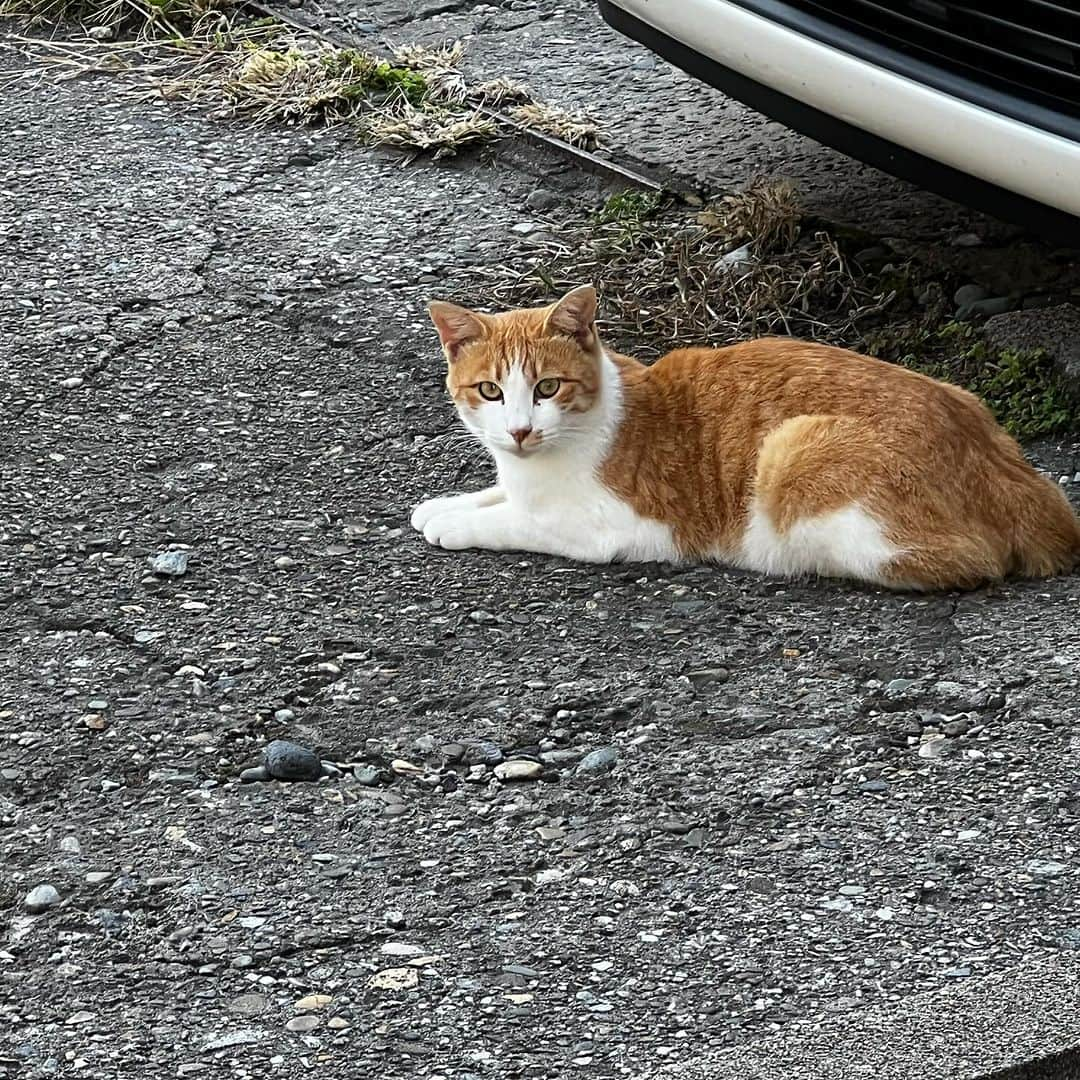 柿崎洋一郎のインスタグラム：「鶴岡湯野浜の猫たち」