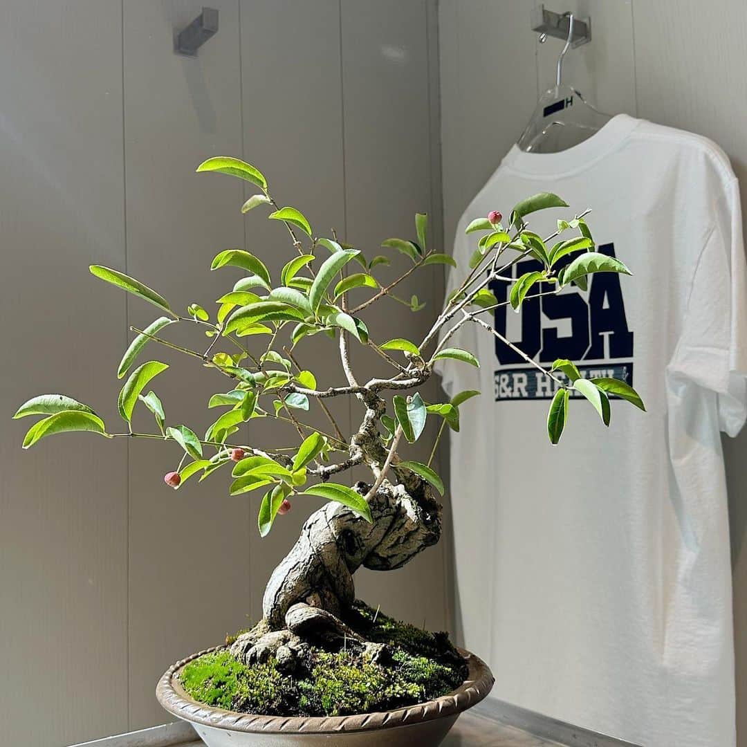 のインスタグラム：「#sportyanarich #lacoste #racal #newbalance #H_beautyandyouth #エイチビューティアンドユース @h_beautyandyouth  #BEAUTYANDYOUTH #ビューティアンドユース #Unitedarrows #ユナイテッドアローズ #盆栽」