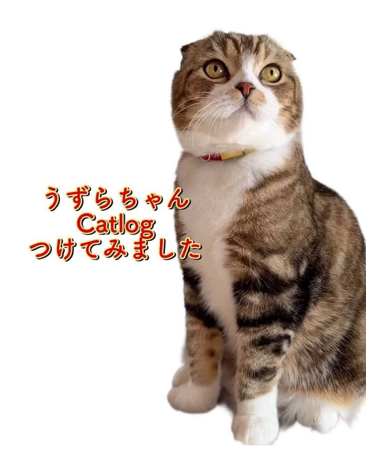 yayoi89のインスタグラム：「Catlog  うずらちゃんも10歳になったので 今以上に健康チェックも色々考えています  日々のうずらちゃんの様子を お知らせしてくれるカラーを付けてみました  想像以上に情報がたくさんで 飼い主的にテンション上がったり 考えなくてはいけない事もあったり。 ご飯食べる回数とかね🍚🙊  我が家は置き餌スタイルなのですが みなさんはどうなのかな？  うずらちゃんのコード使うと 月額料が2ヶ月無料になるそうです📢🐵  QMCRBA  @catlog_rabo  #pr #RABO #catlog #catlogのある生活 #ねこ #猫のいる生活 #かわいい #cat #猫部 #catlovers #猫のいる暮らし」