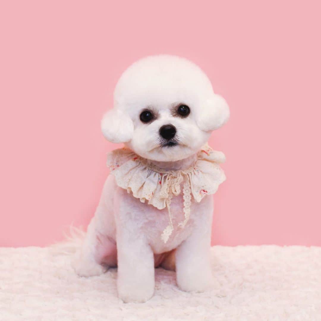 애견미용실 그루밍살롱のインスタグラム：「✂︎」