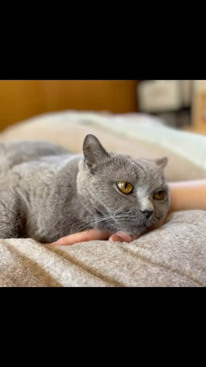 のインスタグラム：「大好きゆっき😍 ありがとう😊  #ブリティッシュショートヘア  #諭吉 #猫のいる暮らし」