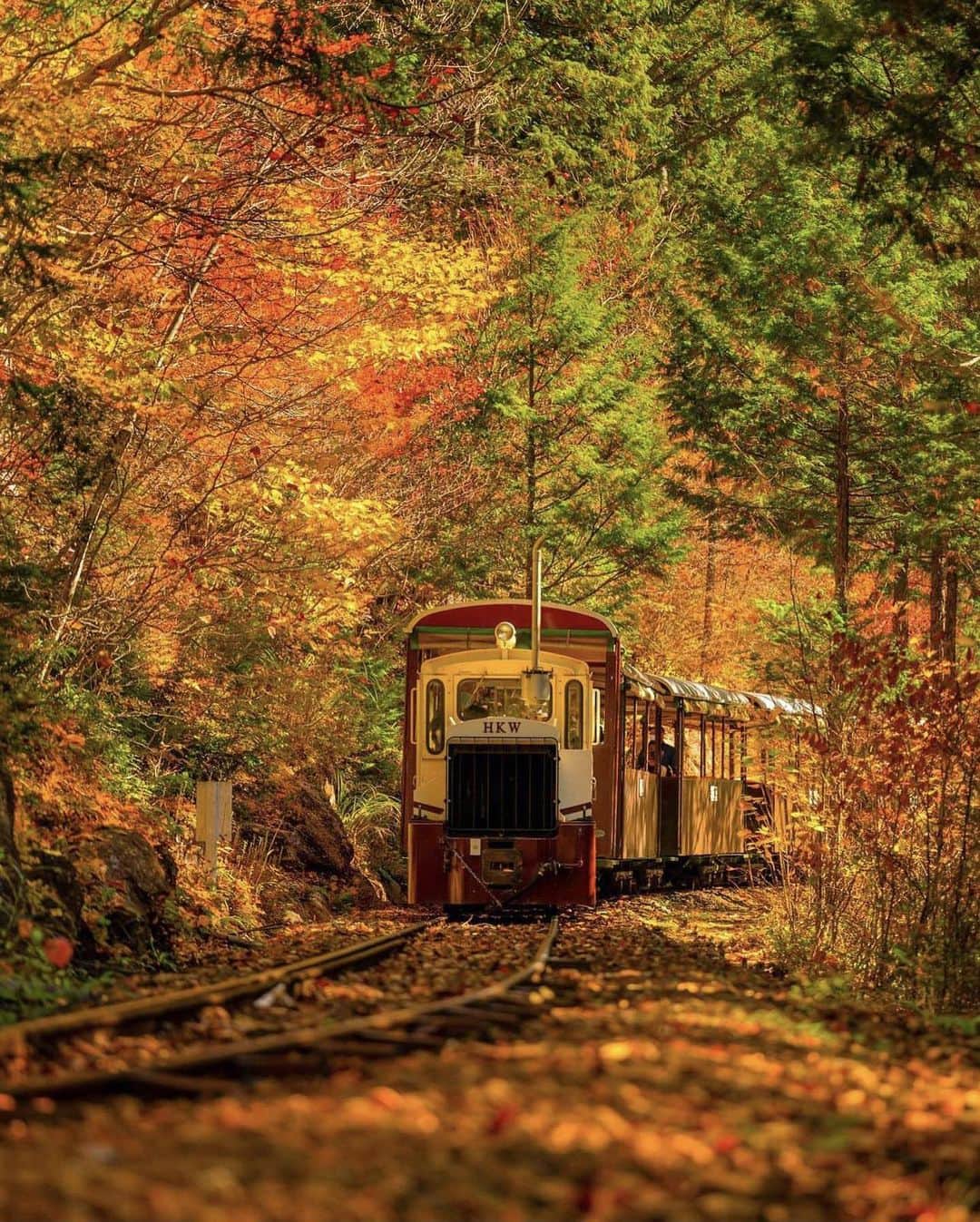 ?長野県 観光 公式インスタグラム のインスタグラム：「// Photo by @tomohase_  紅葉を走る 「赤沢森林鉄道」 ＠上松町  樹齢300年以上の天然木曽ヒノキが林立する「赤沢自然休養林」 その美しさは「日本三大美林」の1つとして認定されるほど🍁✨️  10月中旬には紅葉の見頃をむかえ、 その中を走る「赤沢森林鉄道」が、より一層風情を際立たせます😀✨️  秋を満喫しにぜひおでかけください💕✨️  ＝＝＝＝＝＝＝＝＝  Akasawa Forest Logging Railroad (Agematsu Town)  The Akasawa Natural Recreational Forest is filled with over-300-year-old Kiso Hinoki cypress trees, one of Japan’s three great beautiful trees.  From mid-October, the foliage turns yellow and orange, beautifully framing the train that runs along the Akasawa Forest Logging Railroad.  ＿＿＿＿＿＿＿＿＿　  Location / Agematsu Town , Nagano , Japan   #長野のいいところ #赤沢森林鉄道 #赤沢自然休養林 #上松町 #日本みどりのプロジェクト」