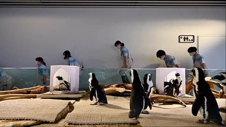 生きているミュージアム　NIFREL（ニフレル）公式のインスタグラム：「10月14日で最終日をむかえた  #世界中でケープペンギンを思う1週間  改めてケープペンギンを知るきっかけに なりましたでしょうか。  日本では身近なケープペンギンも 世界中では数を減らしています。 その原因は多岐に渡りますが その多くに人間活動が大きく関わっています。  具体的にはペンギンの餌になる魚の乱獲や、 ペンギン自体の密猟。また、重油の流出や マイクロプラスチック、重金属による海洋汚染なども 原因としてあげられます。  遠い海の向こうにいるケープペンギンに我々が できることはあるのでしょうか。 そういったことを考えるきっかけになればと ニフレルではワドルを実施しました。 ※ワドルとは　よちよち歩くこと  人間1人ができることはすくないですが ゴミの分別や、繰り返し使えるものを再利用したり 小さなことの積み重ねでも皆さま1人1人が 自分以外の命を少しでも意識して尊重し合うことができればその先に救える命がきっとあります。  ニフレルや、水族館動物園は色々な生きものをみて 楽しんで頂く施設でありながら、 このような課題を伝える「教育普及」の場でもあります。 その他に気になることなどがあればニフレルにいる キュレーターまでお声掛けください。一緒に考える相手になれれば幸いです。  少し長くなりましたが、少しでも ケープペンギンについて伝わっていれば嬉しいです。  #ニフレル #ケープペンギン #NOOW」