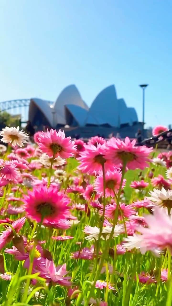 Australiaのインスタグラム：「Spring in @sydney sure is special! 🌸🌼 As the weather warms up, @visitnsw’s capital city has transformed into a blanket of vibrant florals - including this stunning display of paper daisies in the @botanicsydney, captured here by @elisaeves. #Spring also means it’s #JacarandaSeason, so if you’re visiting between October and November, be sure to stroll through #LavenderBay, #Mosman, #Cremorne or #Paddington to witness the streets lined with iconic purple blooms 💜   🎥: @elisaeves   📍: @sydney, @visitnsw - home to the Gadigal peoples.   #SeeAustralia #ComeAndSayGday #FeelNSW #FeelNewSydney  ID: It is a bright, sunny spring day in Sydney. The camera moves forward through a sea of pink and white paper daisies in full bloom against a backdrop of the Sydney Opera House and the Sydney Harbour Bridge.」