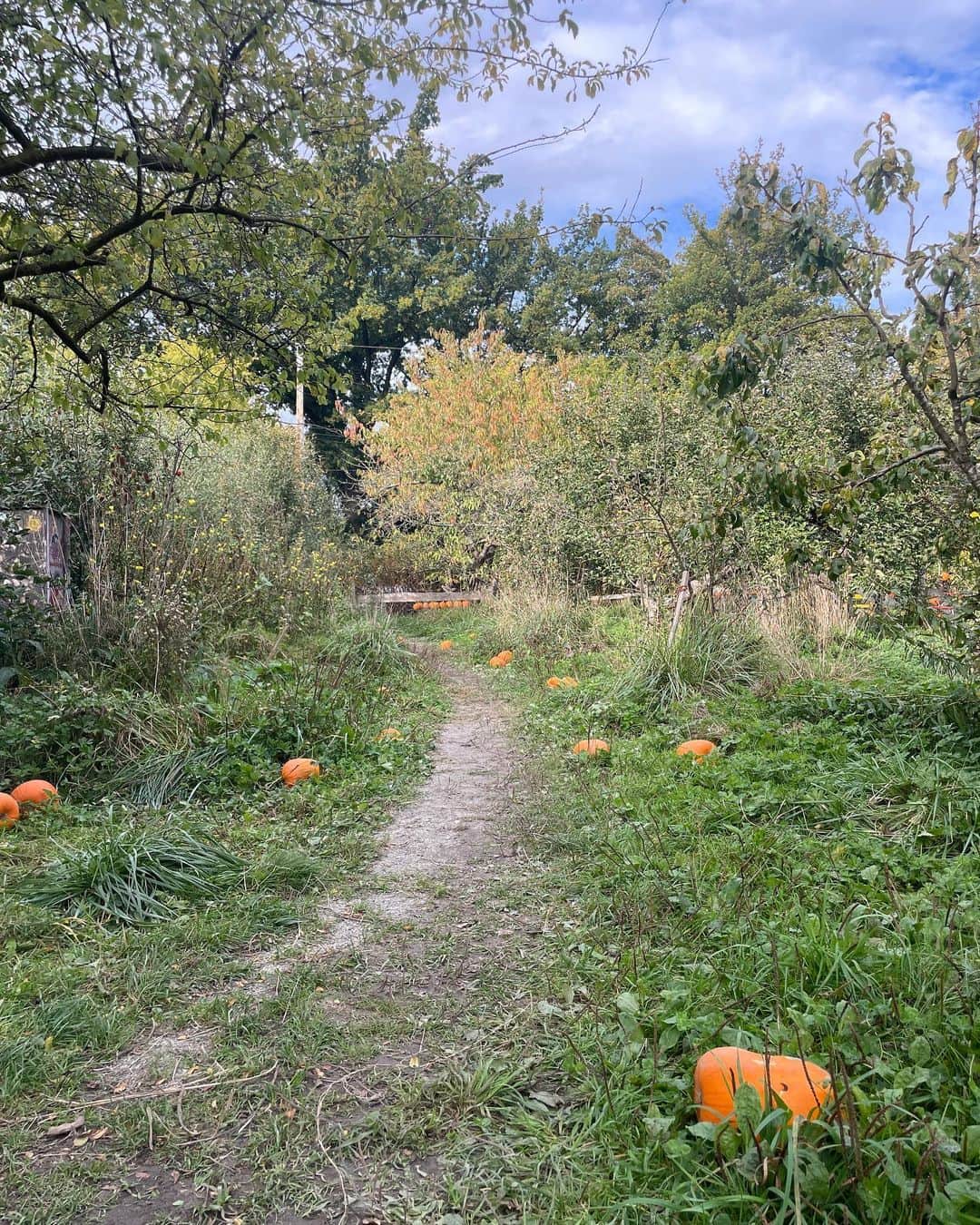 リチャード・ハーモンのインスタグラム：「To the Patch 🎃」