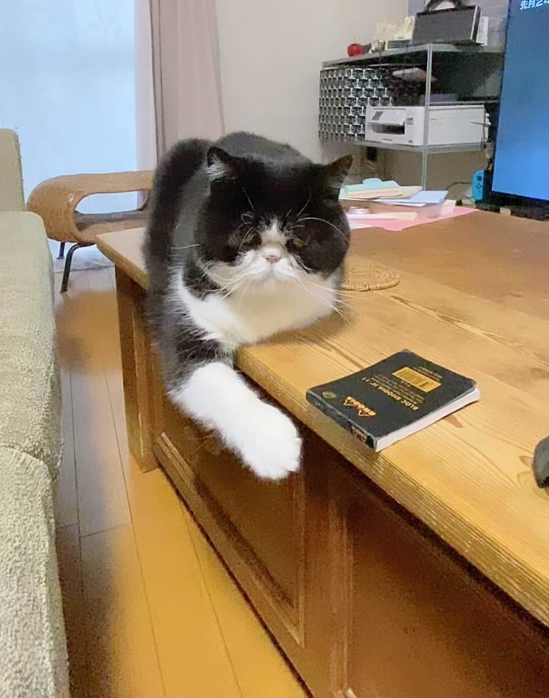 nemuru_catのインスタグラム：「#ルーク  おてての位置が決まらない うーちゃま🩷 * #ねこ部#cat#neko#猫#catsofinstagram#ねこのいるくらし#エキゾチックショートヘア#exoticshorthair#はちわれ」